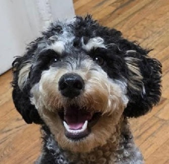 Custom Labradoodle Portrait Brooch