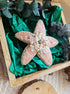 Close-up of the Stellar Seas Starfish Brooch showcasing detailed beadwork and embroidery with delicate Japanese beads, crystals, and pearls on a starfish design.