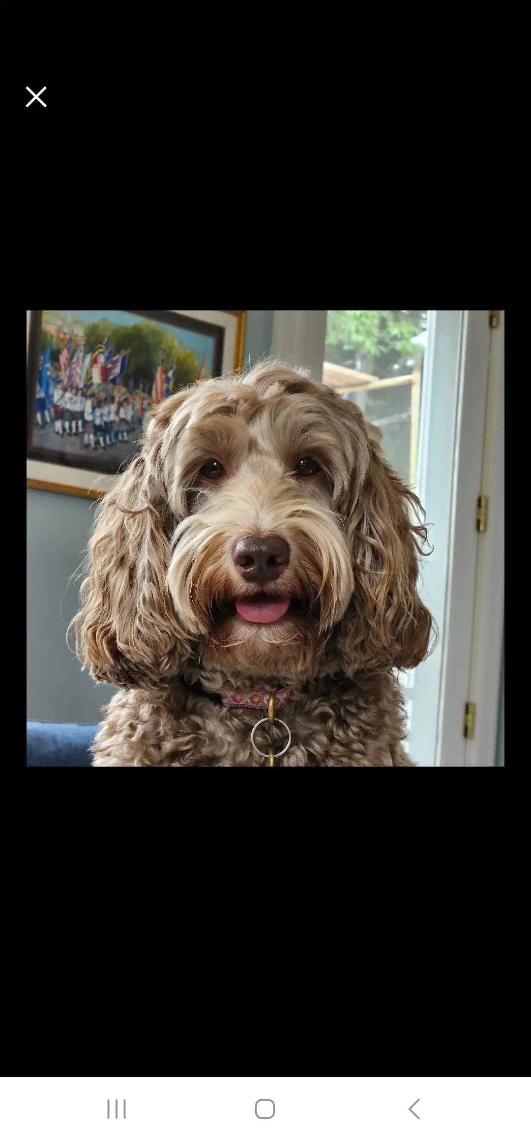 Custom Pet Portrait